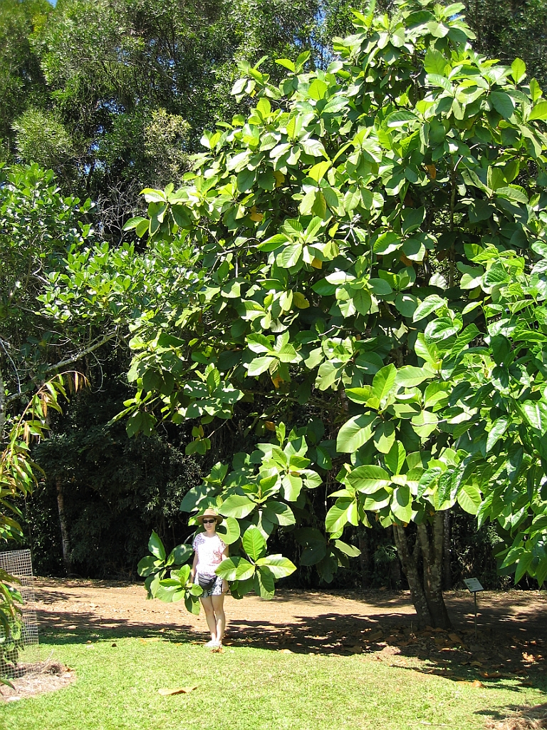 197 Rainforestation.jpg